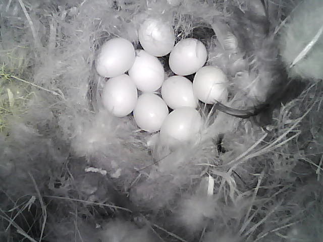 Birdbox_20210506_172445 9 eggs uncovered.jpg